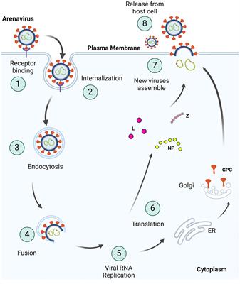 Entry inhibitors as arenavirus antivirals
